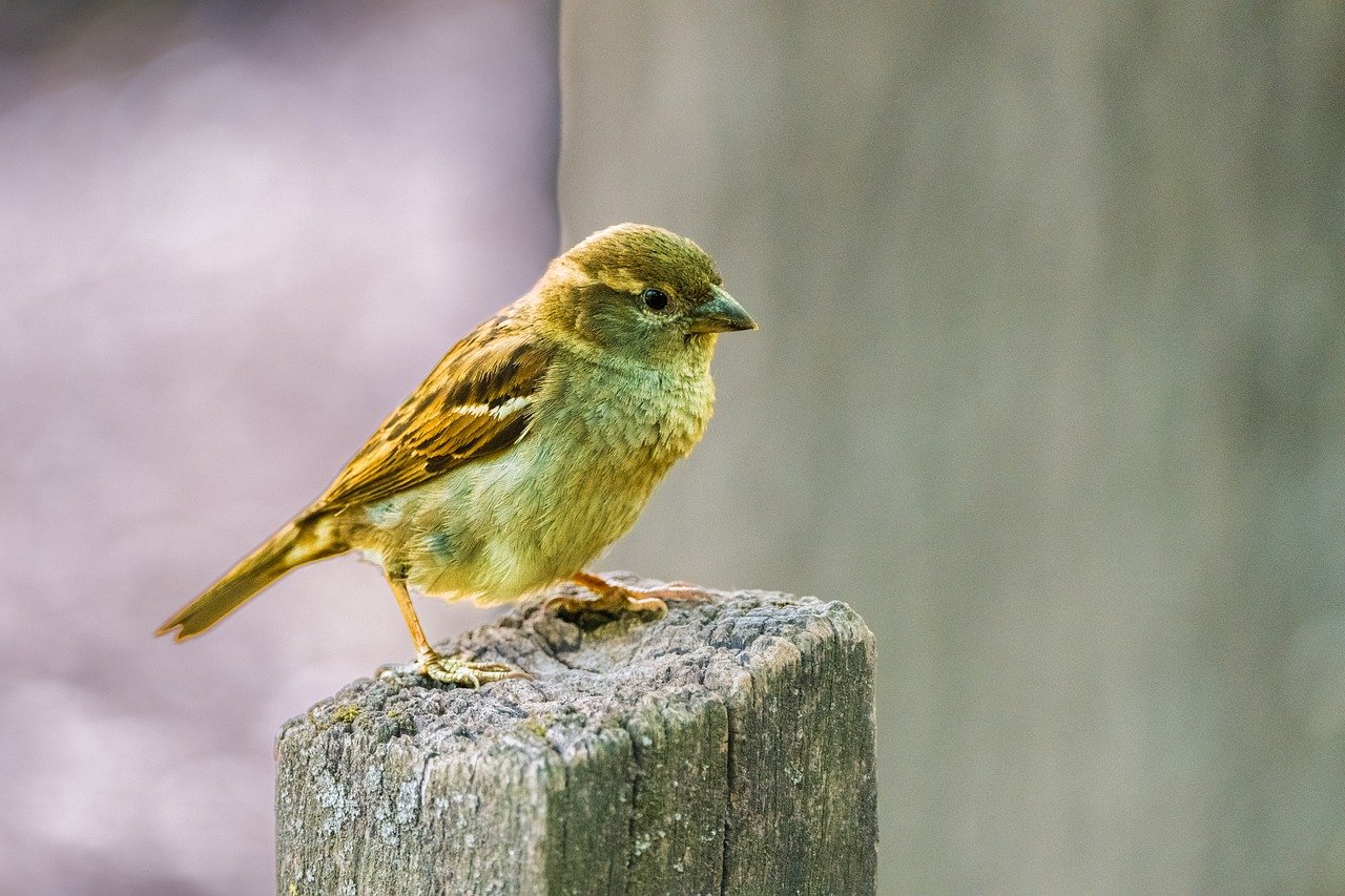 Kompetencehøst – at genfinde dine styrker på tværs af livet